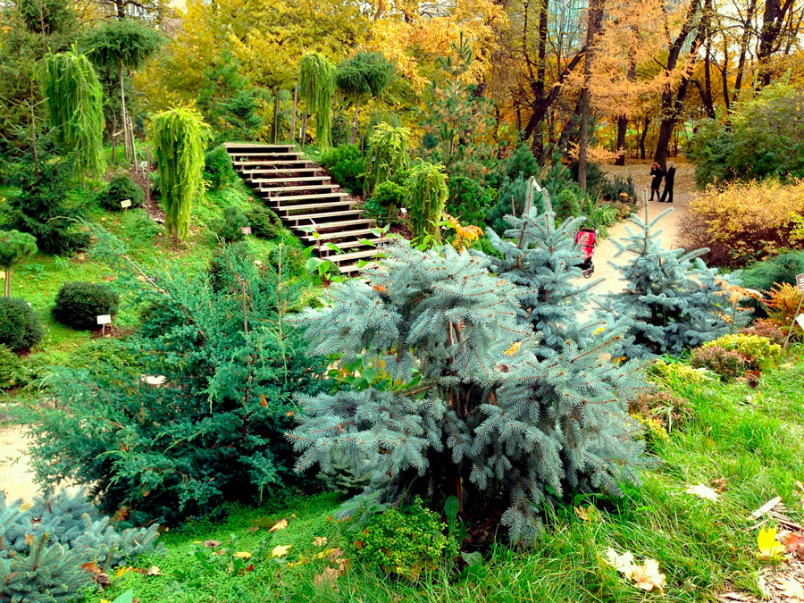 «Аптекарский-огород»-МГУ.jpg